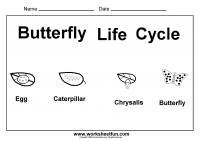 butterfly life cycle