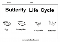 Butterfly Life Cycle - One Worksheet