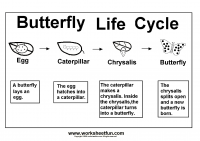 Butterfly Life Cycle –  One Worksheet
